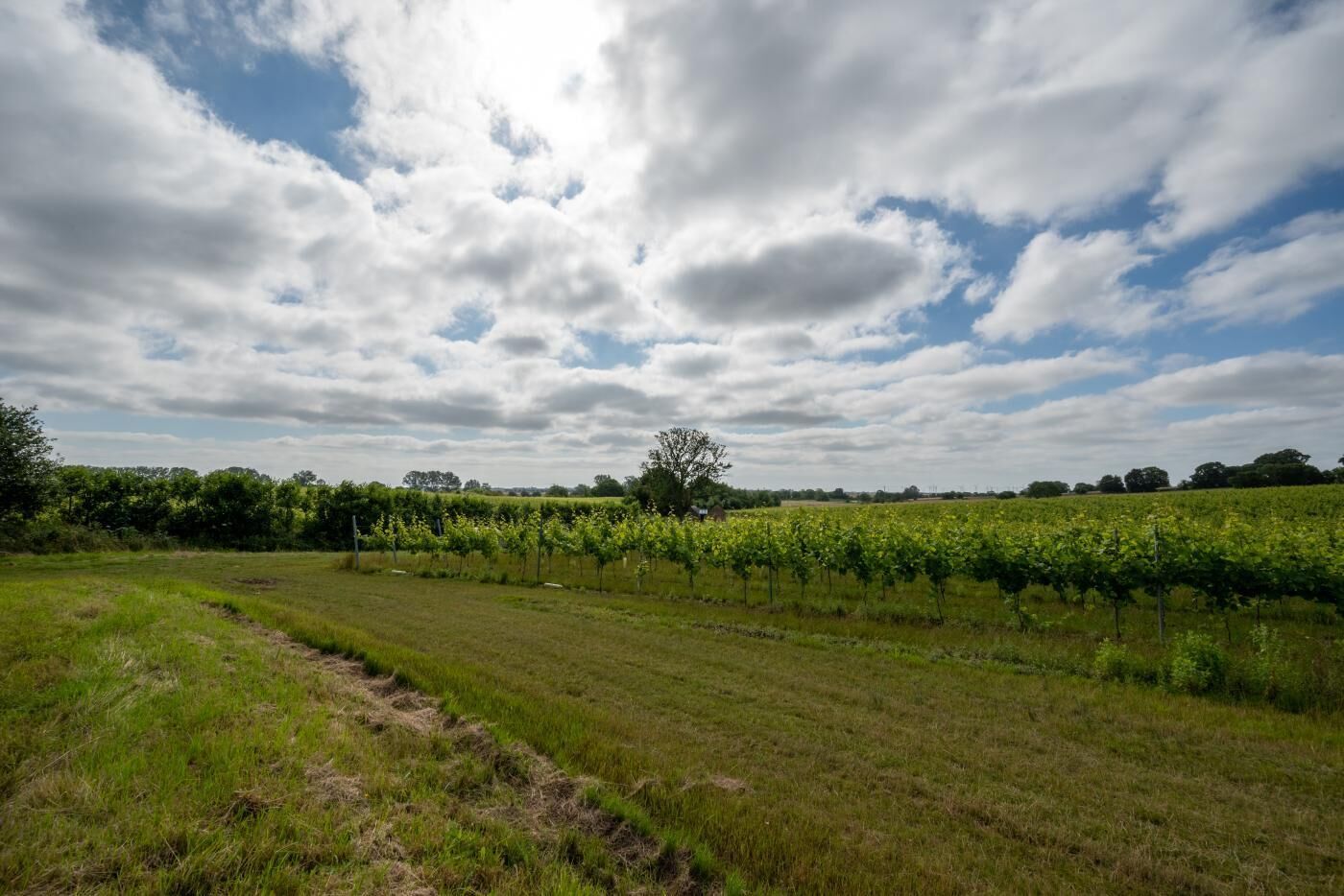 En vingård med rader av vinrankor under en delvis molnig himmel.