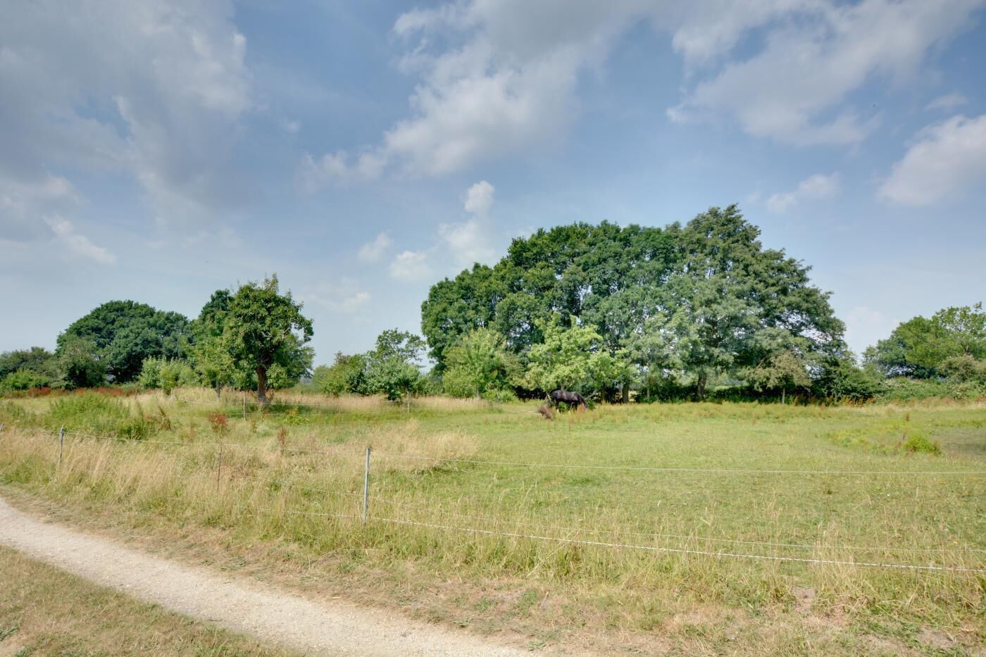 A rural landscape with a dirt path, a fence, and a large tree in the center.