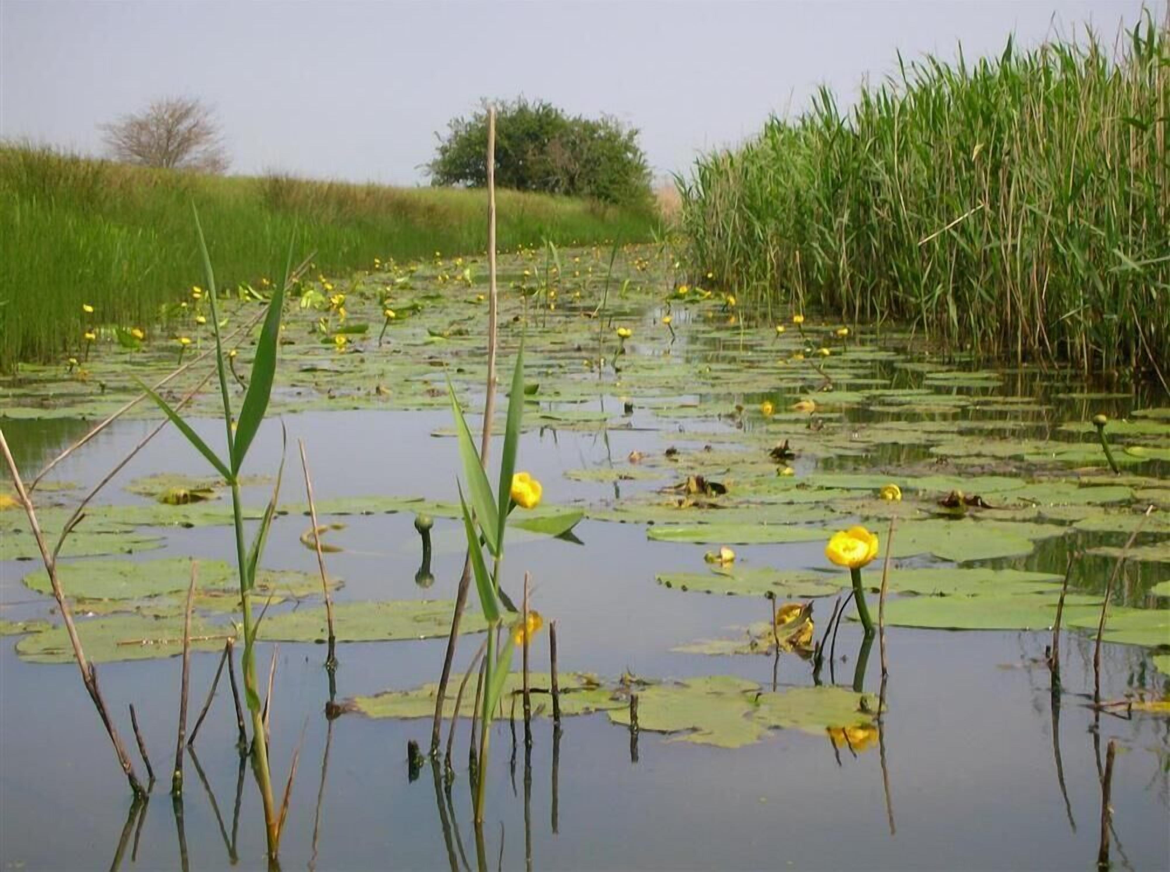 Eine natürliche Landschaft mit einem Teich, umgeben von hohem Gras und Schilf.