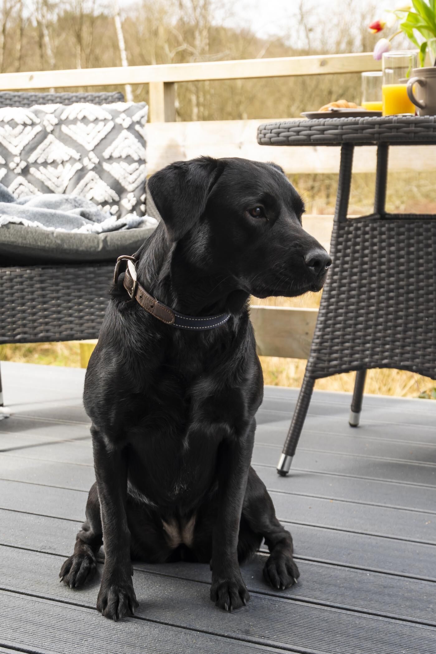 A black dog sitting on a wooden deck with a wicker chair and a table with a glass of orange juice in the background.