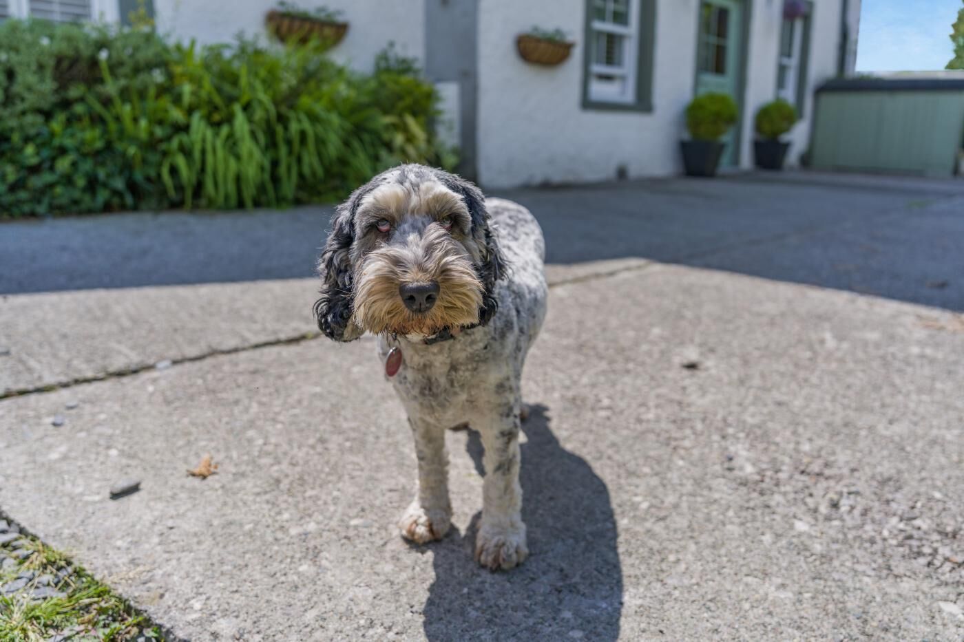 Een hond staat op een betonnen oppervlak, met een huis op de achtergrond.