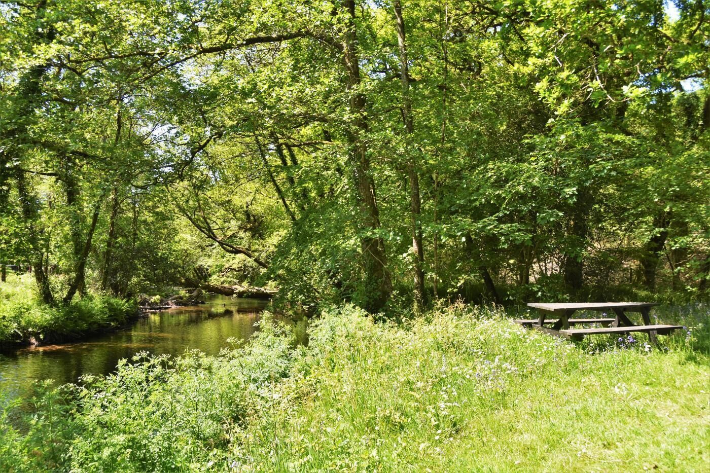 Ein friedliches Picknickufer mit einer Holzbank und üppiger Vegetation.