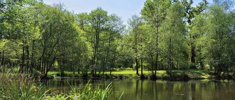 Ein stiller Teich, umgeben von üppigem Grün und Bäumen.