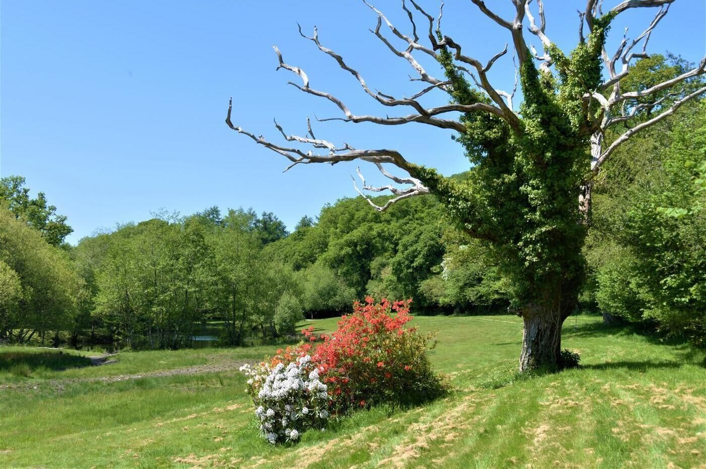 Een park met een grote boom, een vijver en een bloembed met rode en witte bloemen.
