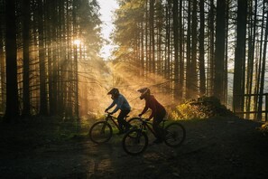Zwei Radfahrer auf einem Feldweg, umgeben von hohen Bäumen, durch die Sonnenlicht scheint.