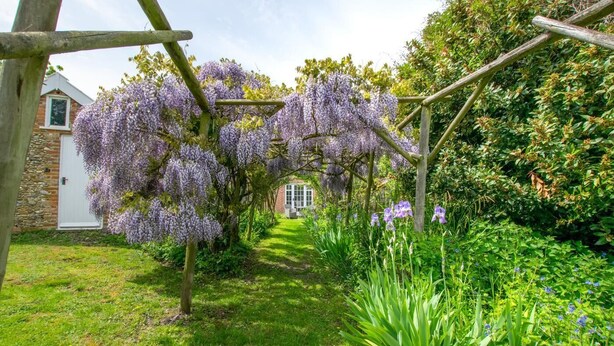 Ein Garten mit einer Holzpergola, üppigem Grün und violetten Blüten.
