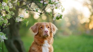 En hund i en naturlig miljö med grönska och träd.