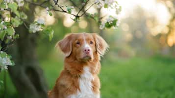 Pet-friendly