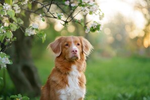 Animaux de compagnie acceptés