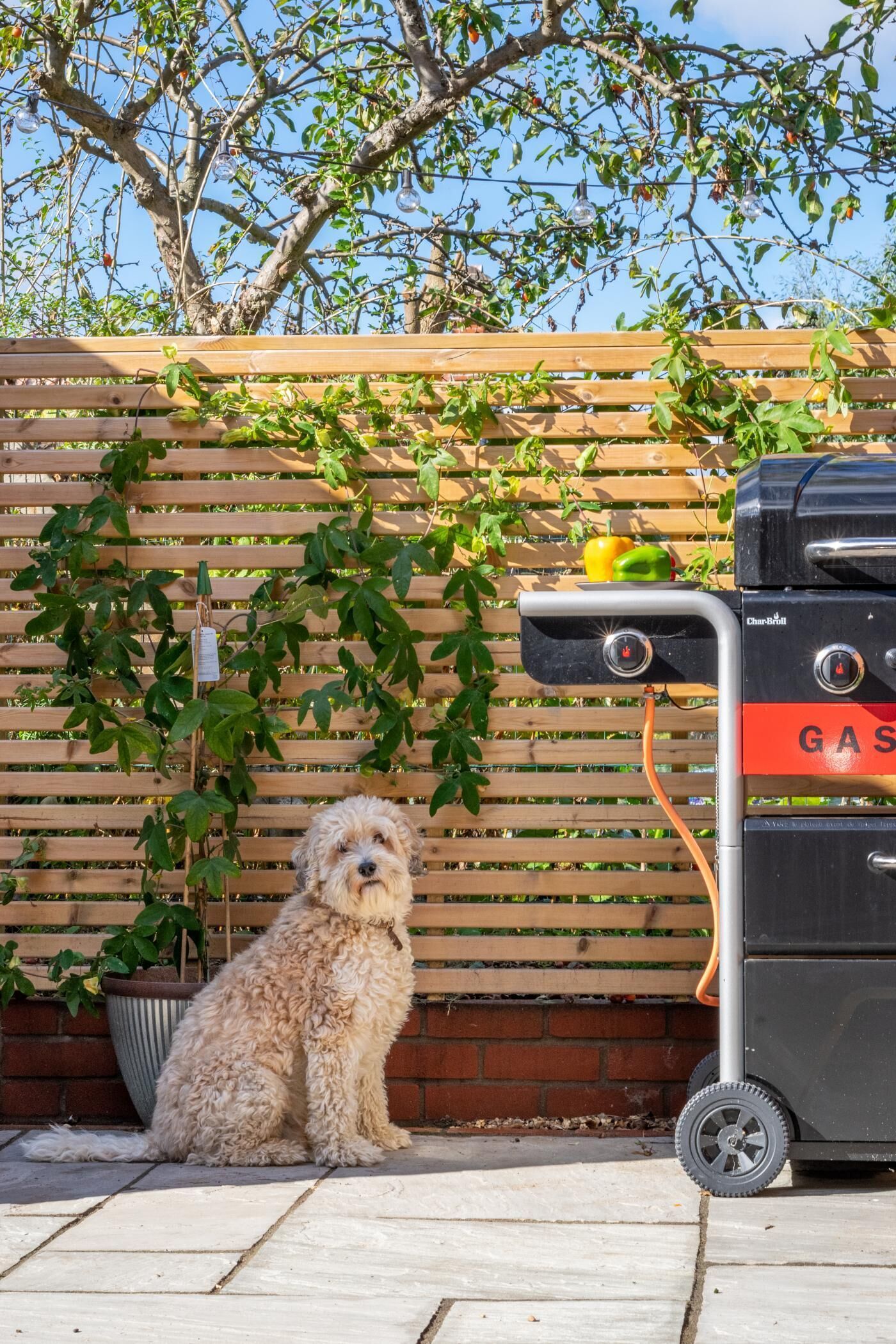 Ein Hund sitzt auf einer Terrasse mit Holzpforte und einem Grill im Hintergrund.