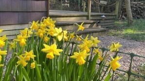 Un jardín con narcisos amarillos frente a un edificio de madera con terraza.
