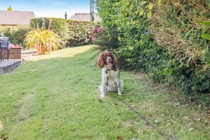 Ein Hund sitzt auf einer grünen Rasenfläche, im Hintergrund ein Hecke und ein Haus.