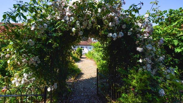 A pathway leading to a house surrounded by lush greenery and white flowers. - 1 Bed in Stanhoe (oc-1792) (Stanhoe)