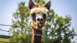 Ein Nahblick auf das Gesicht eines Lamas, im Hintergrund verschwommen Bäume und ein Stacheldrahtzaun.