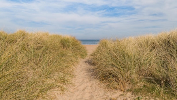 Un sentier sablonneux bordé d’herbes hautes qui mène à une plage.