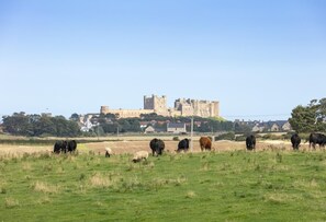 A castle on a hill with a field of grazing cattle in the foreground. - 2 Bed in Bamburgh (oc-nb1969) (Bamburgh)
