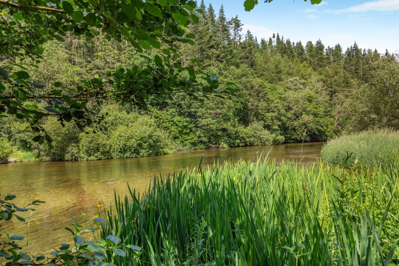 Une rivière bordée d’une forêt dense et d’herbes hautes.