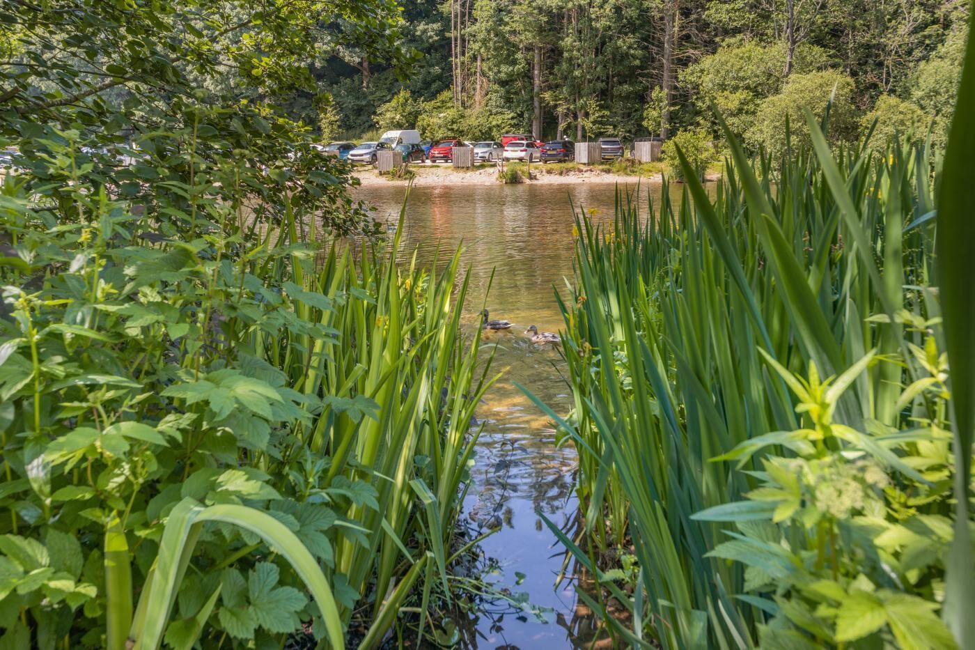 Un lago con una fila di auto parcheggiate e una zona boschiva sullo sfondo.
