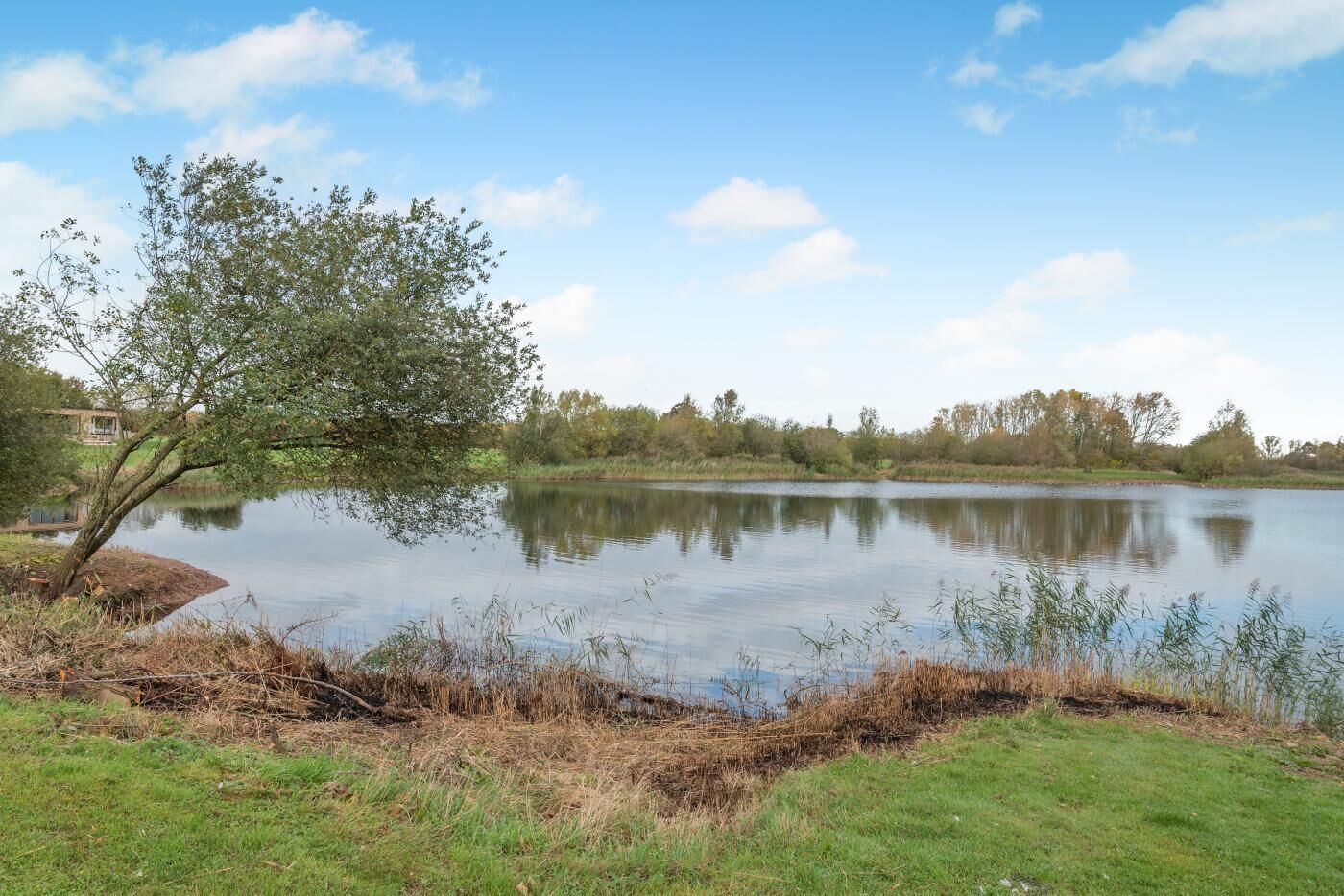 Un lac paisible, avec une rive herbeuse et un arbre au premier plan.