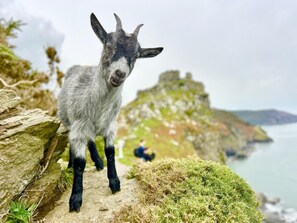 Miscellaneous - 3 Bed in Lynton (oc-e33950) (Lynmouth)