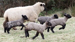 A group of sheep in a grassy field with a large sheep in the background.