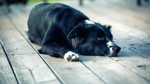 Een hond ligt op een houten terras.