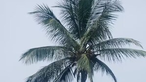Una palmera alta con vista despejada a la playa y al océano al fondo.
