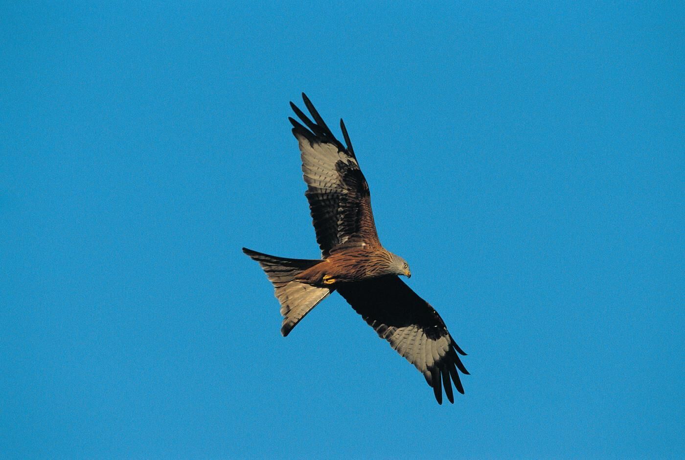 Un ave rapaz volando contra un cielo azul despejado.