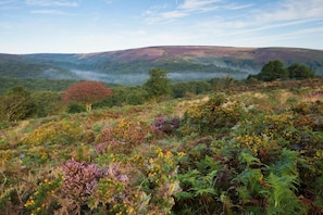 Paisagem natural com vegetação variada e colinas ondulantes ao fundo.