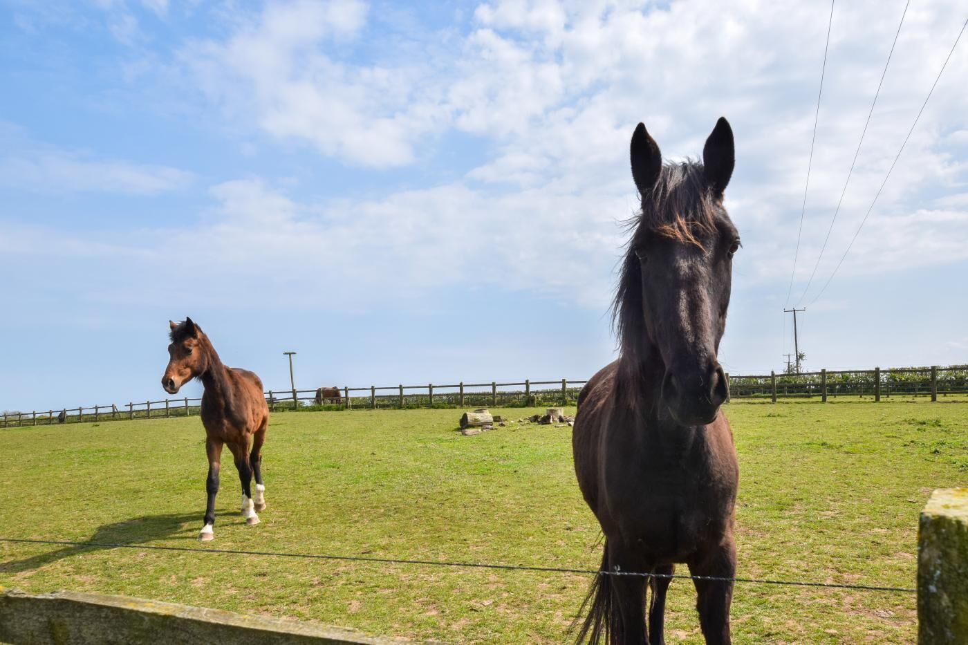 Dois cavalos em uma área gramada cercada, com céu claro.