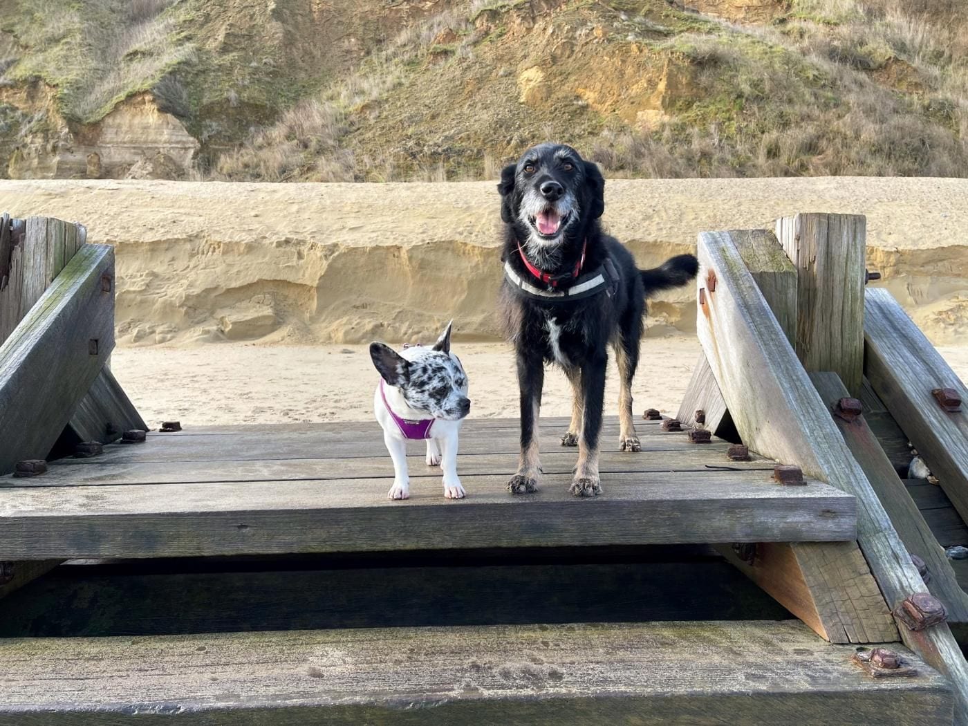A wooden pier with a dog and a smaller dog standing on it.