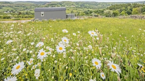 Een klein, modern huis met een metalen dak en een klein raam, omringd door een veld met margrieten en andere wilde bloemen.