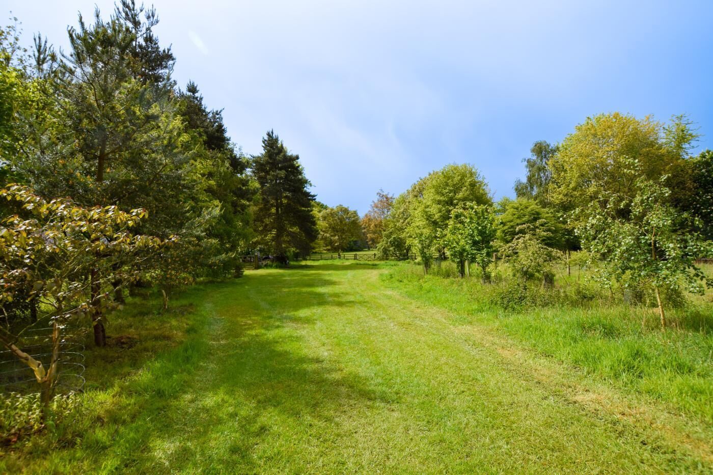 A grassy pathway flanked by trees and a fence.
