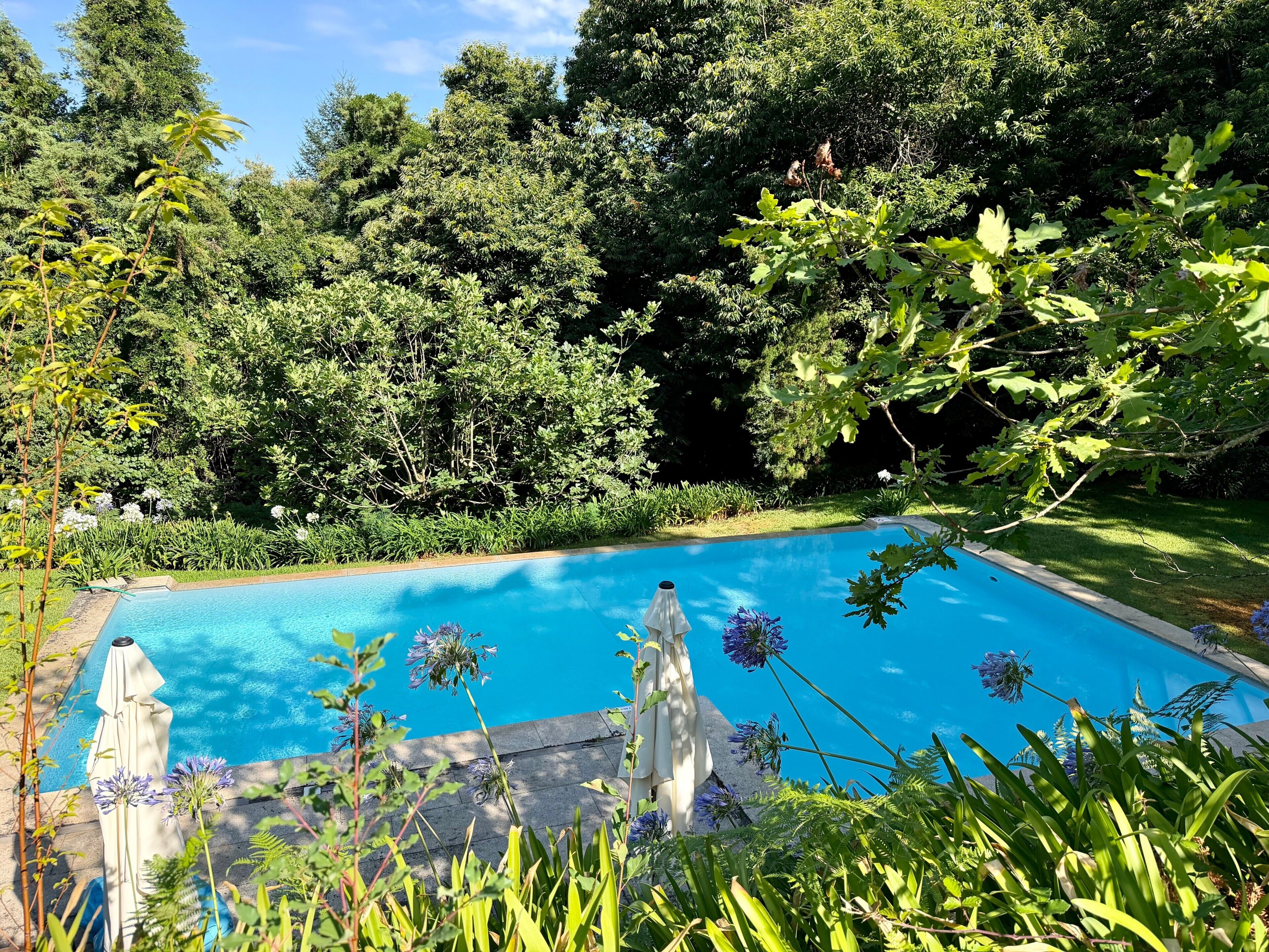 A swimming pool surrounded by lush greenery and a white umbrella.