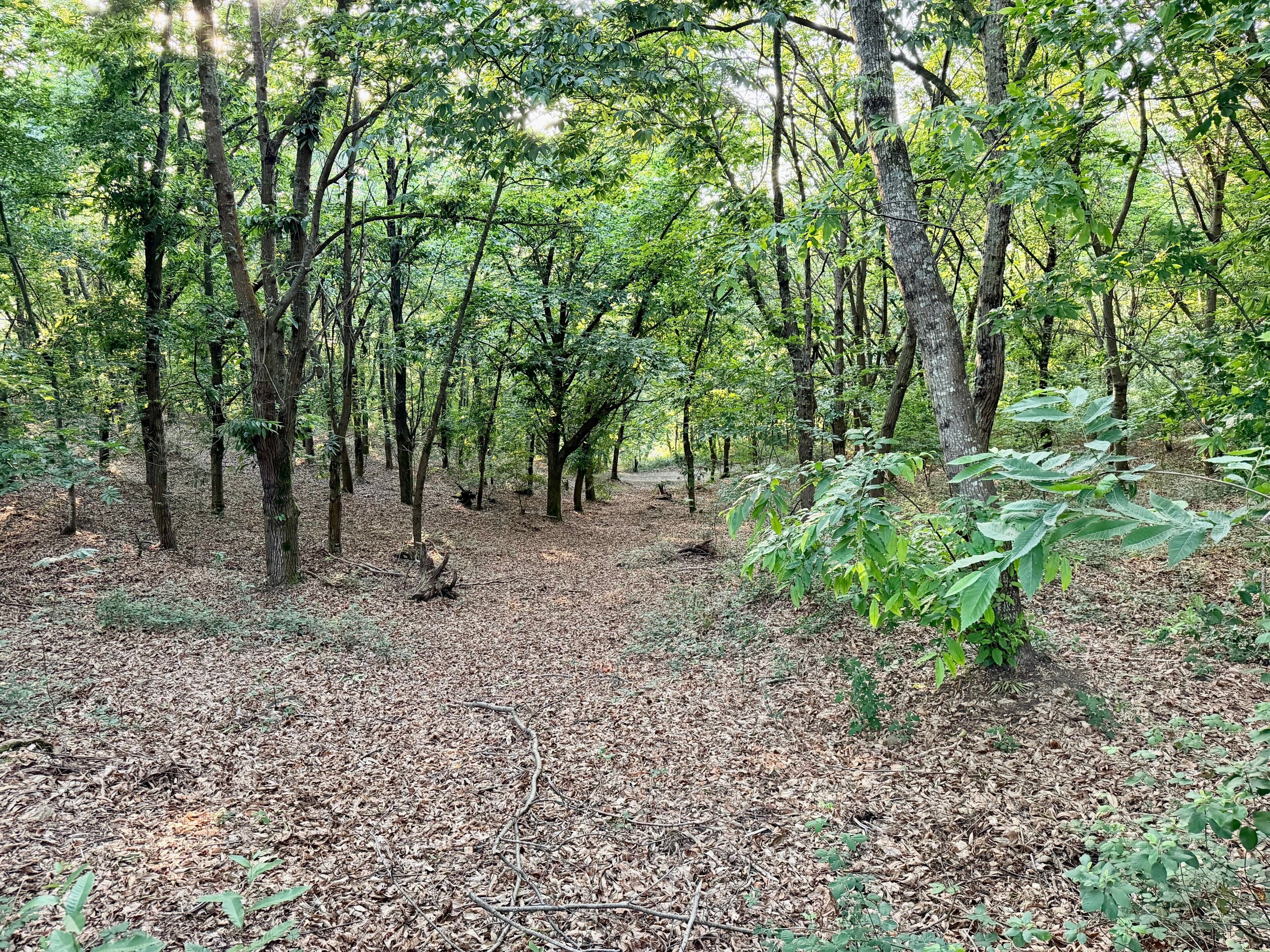 Une zone boisée avec un sentier de terre.
