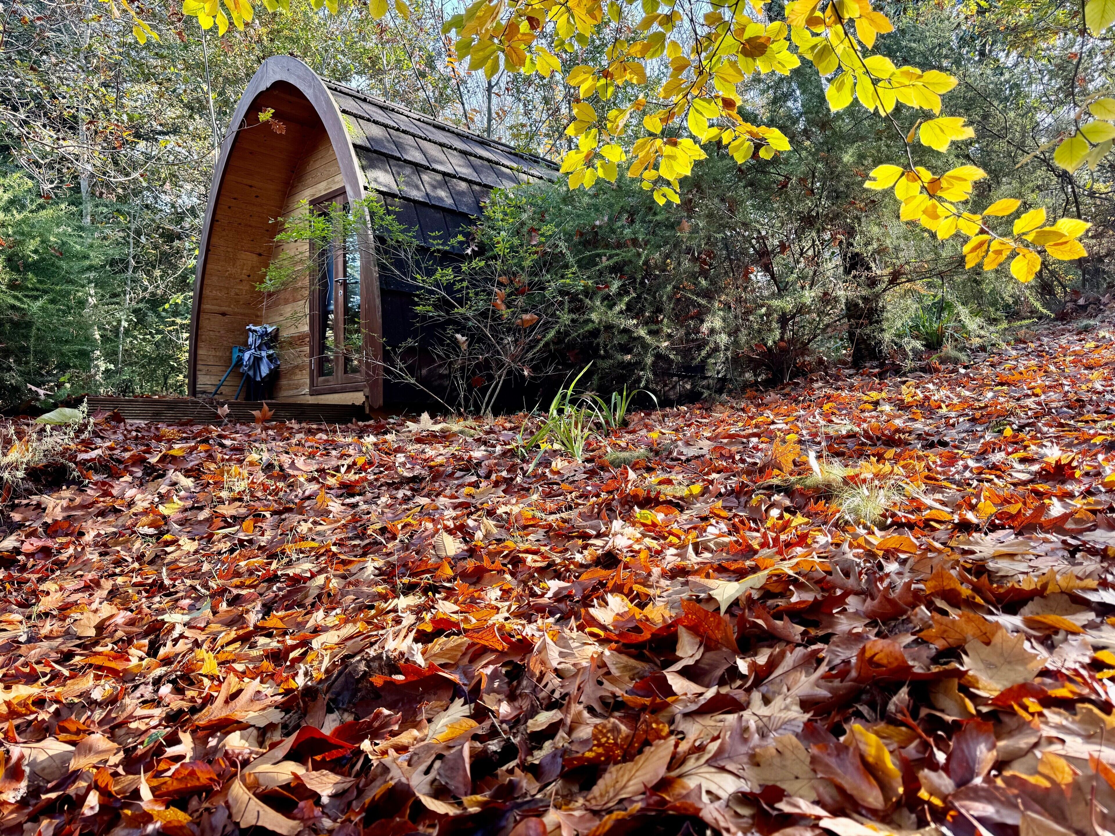 A rustic wooden structure with a curved roof, surrounded by a forest floor covered in fallen leaves.