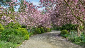 A gravel path flanked by lush greenery and flowering trees. - 2 Bed in St. Olaves (oc-t27605) (Haddiscoe)