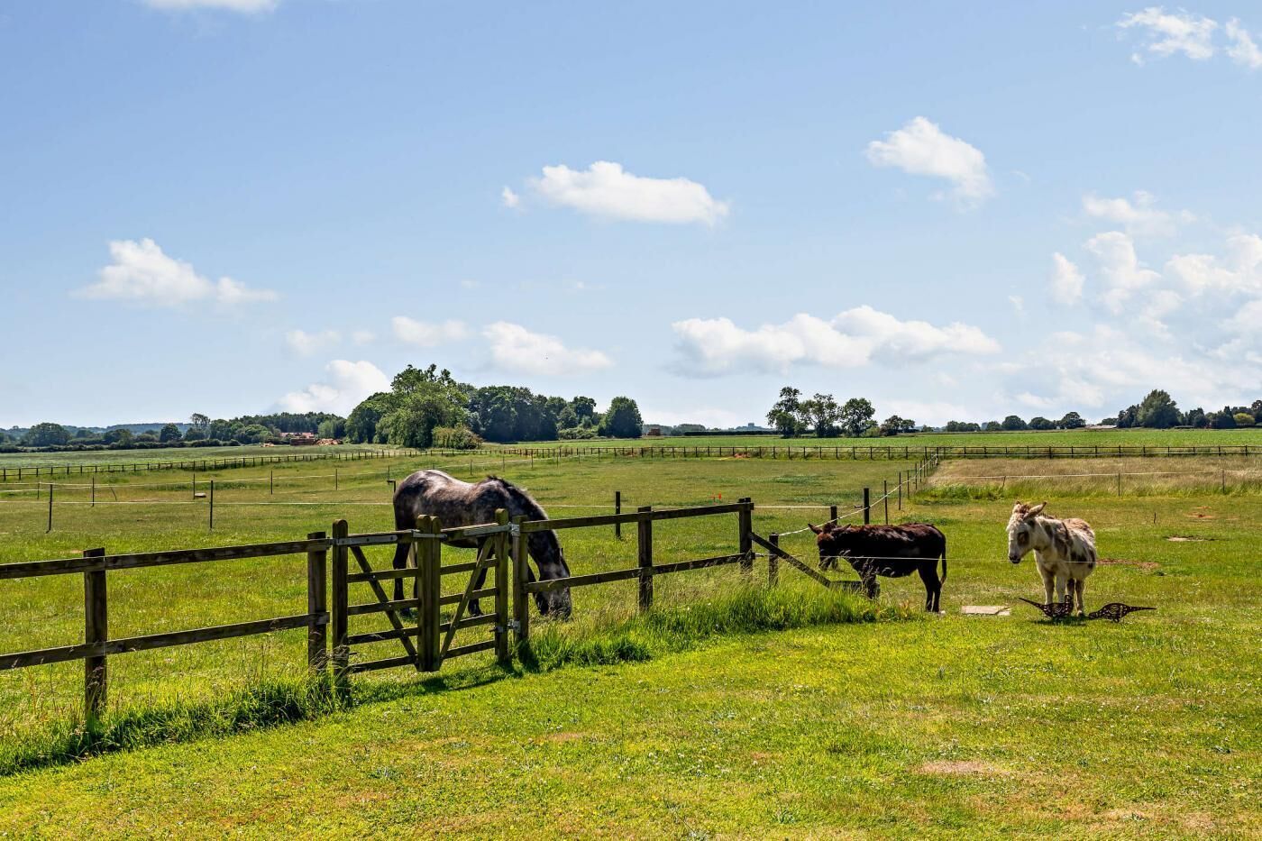 A fenced pasture with horses grazing.
