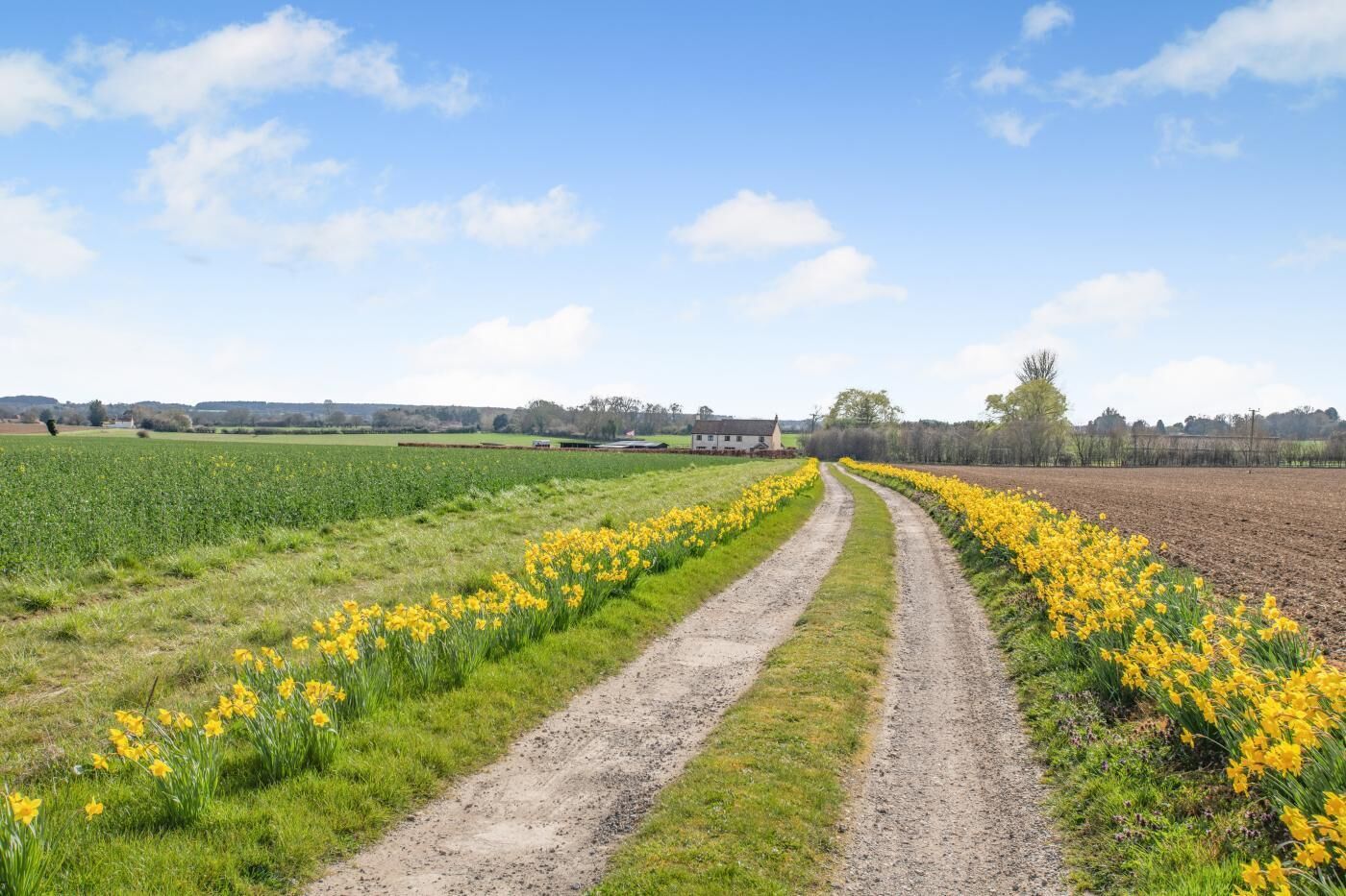 A rural landscape with a dirt path flanked by yellow flowers and fields.