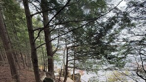 A wooden boardwalk in a forested area with a wooden railing on one side.