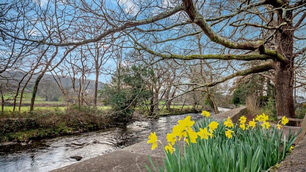Een rivier met een betonnen pad ernaast, omringd door bomen en narcissen.