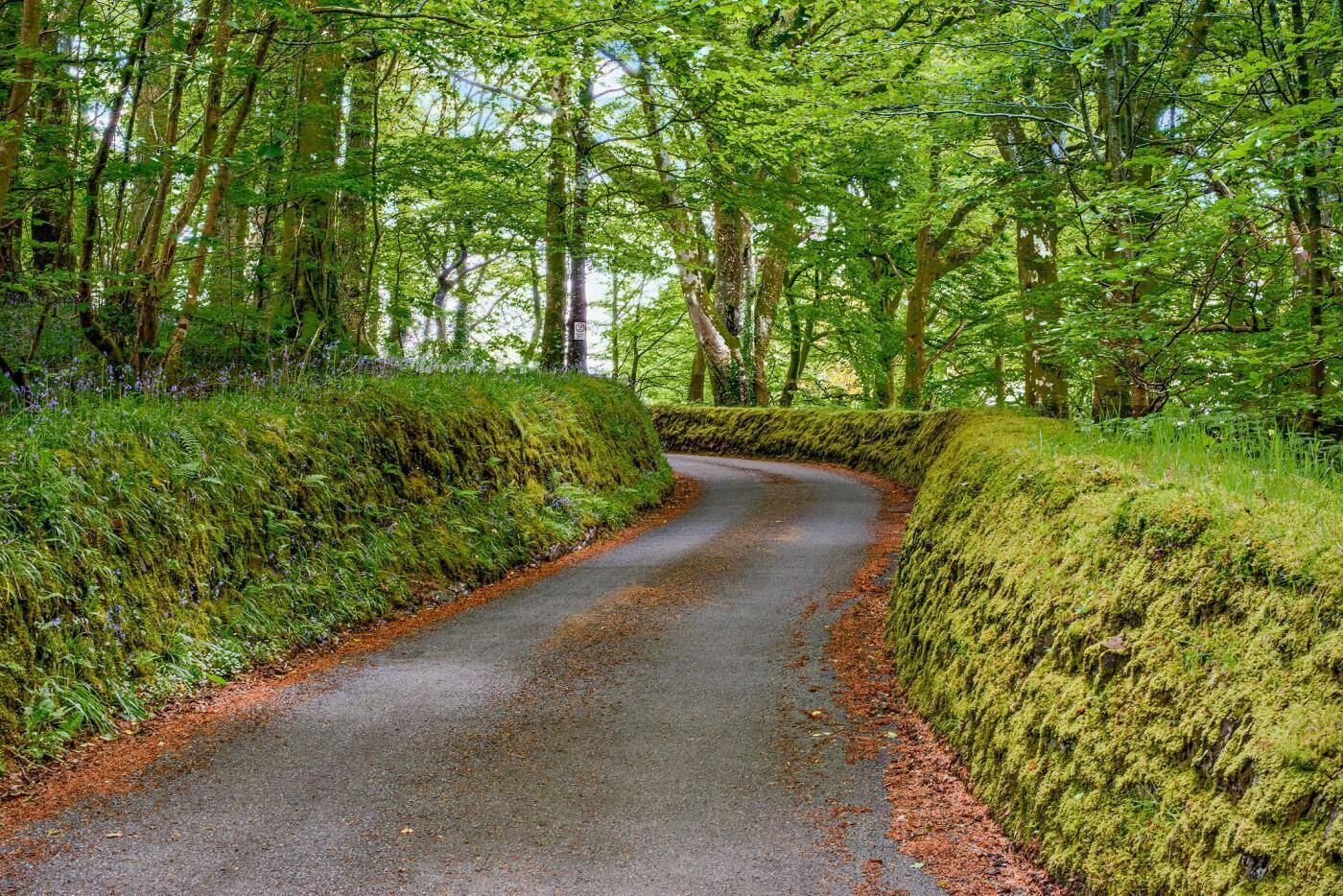 Eine schmale, kurvenreiche Straße, gesäumt von dichten, moosbewachsenen Hecken und hohen Bäumen.