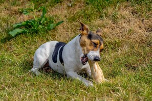 السماح باصطحاب الحيوانات الأليفة