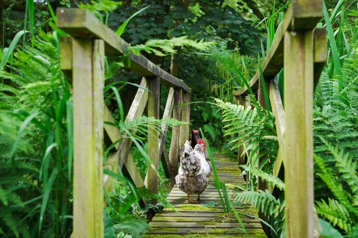 Uma ponte de madeira rodeada por vegetação exuberante.