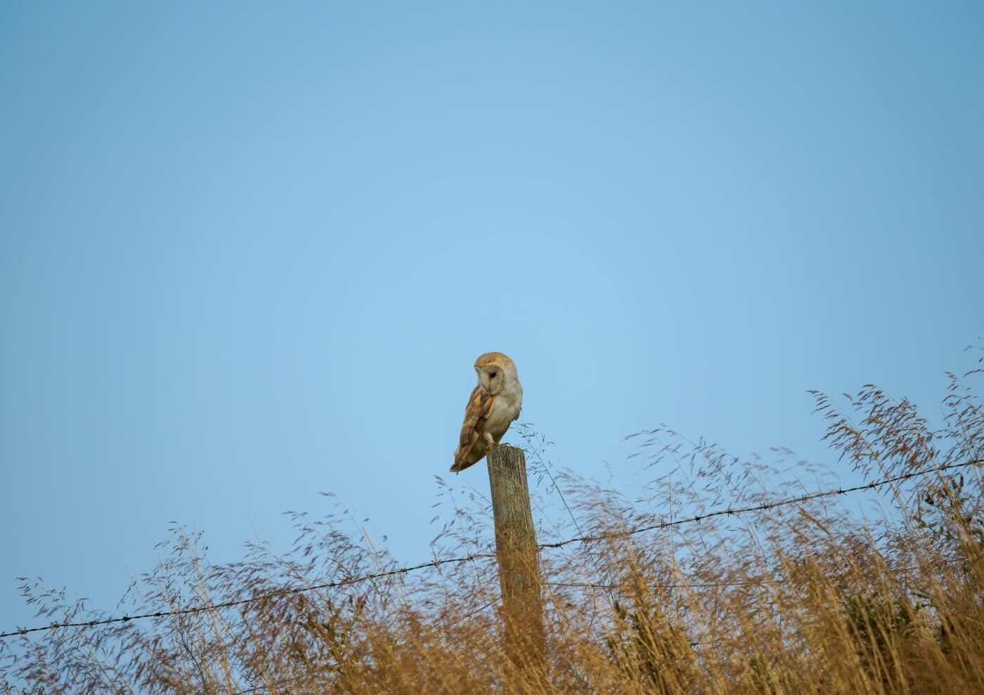 Une chouette était perchée sur un poteau en bois.