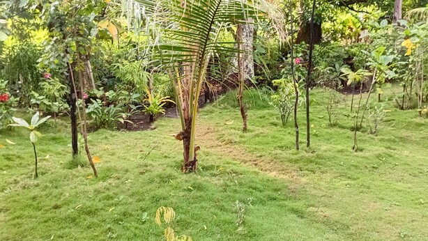 A garden with various plants and a pathway.