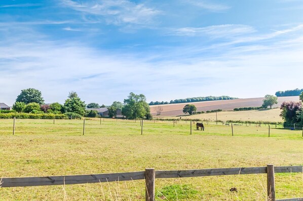 A rural landscape with a fenced field, a single cow, and distant buildings.