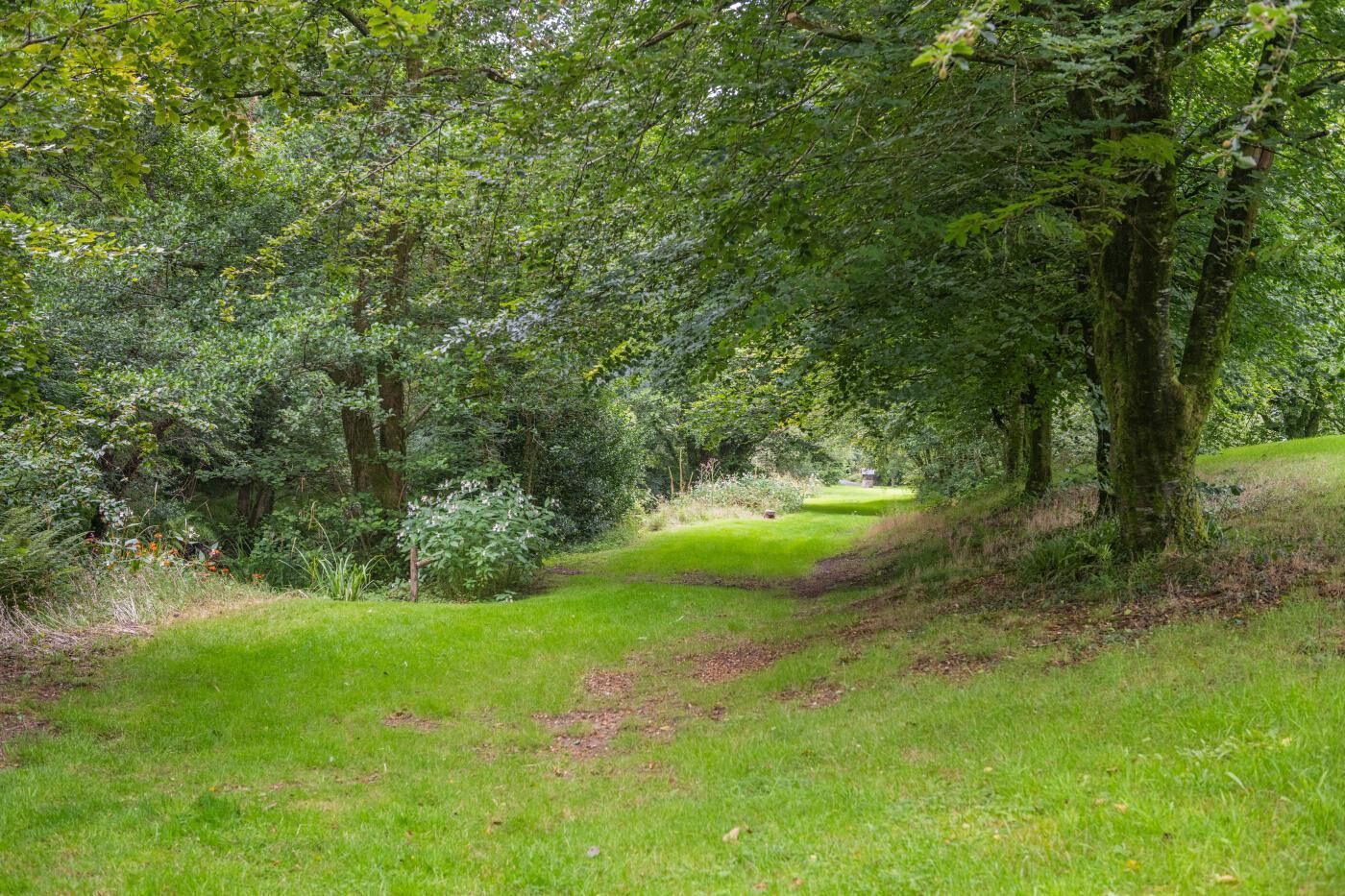 A lush green forest path with dense foliage and trees.