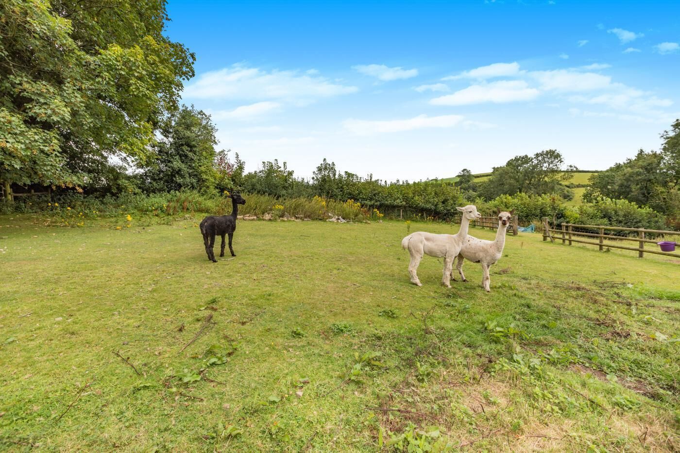 Eine grüne Wiese mit zwei Lamas und einem Lama im Hintergrund.