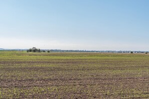 Un vaste champ agricole, avec de jeunes cultures au premier plan et une ligne d’arbres à l’horizon, sous un ciel dégagé.